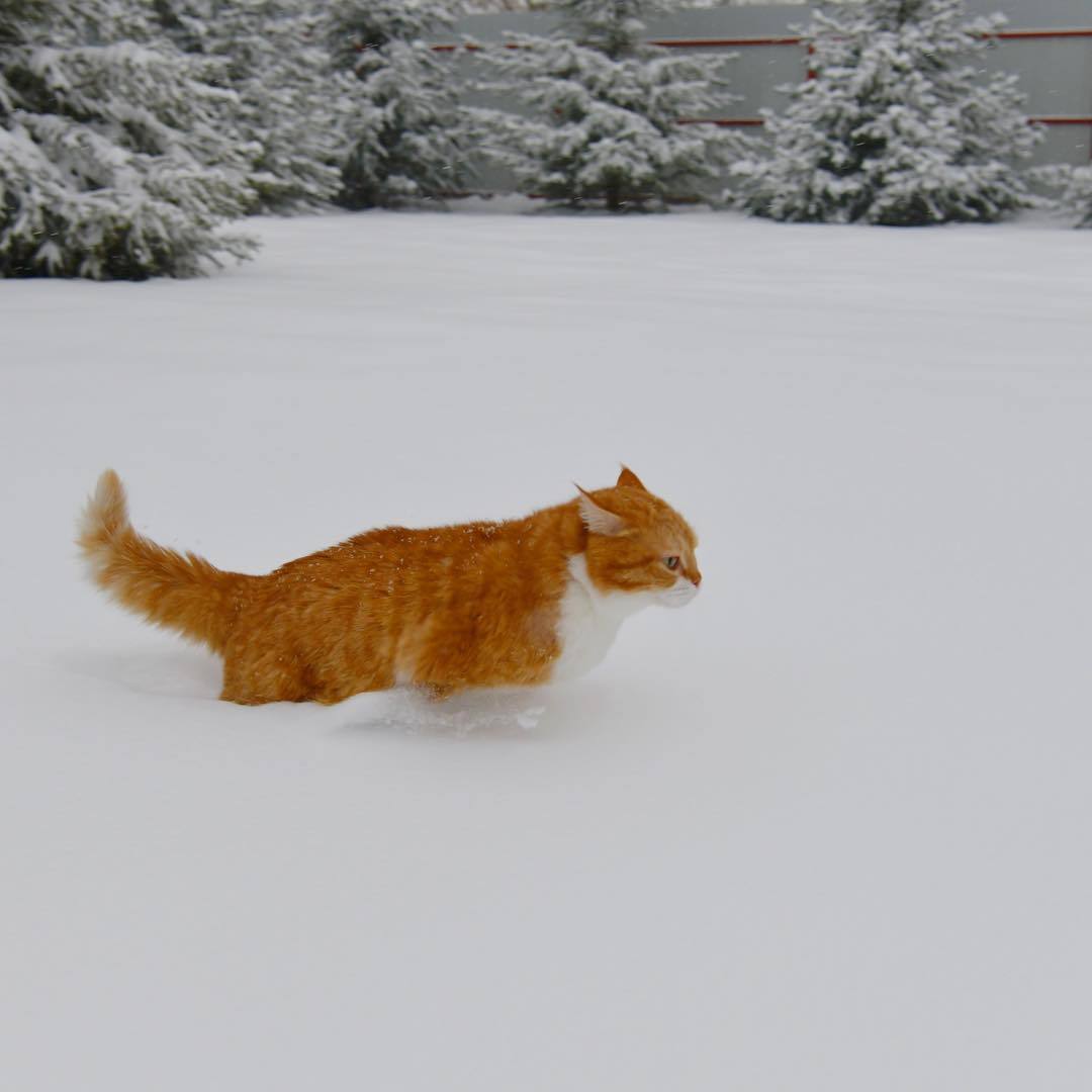 Red on Fridays! - My, cat, Catomafia, Longpost, Redheads