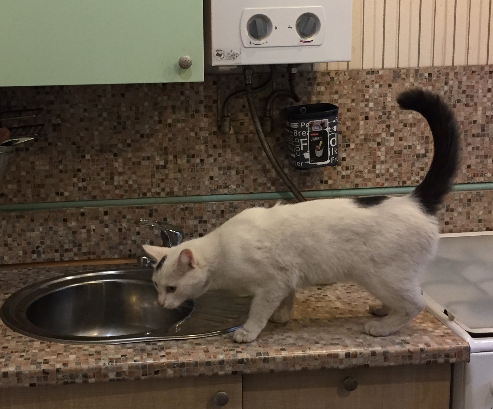 Lost white cat Kazan (Vakhitovsky) - My, Lost cat, Kazan, Reward, cat, No rating