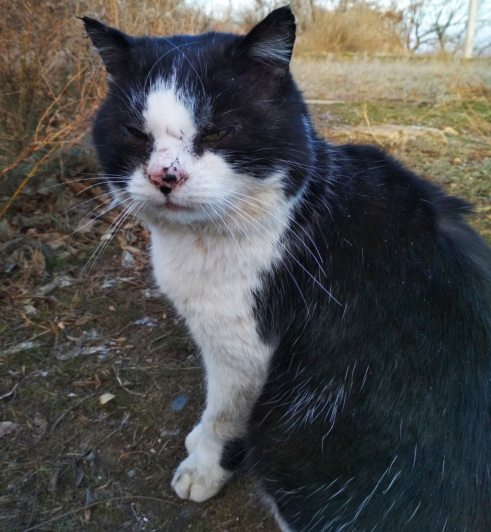 Одинокий ронин - Моё, Кот, Котомафия, Ронин, Презрение