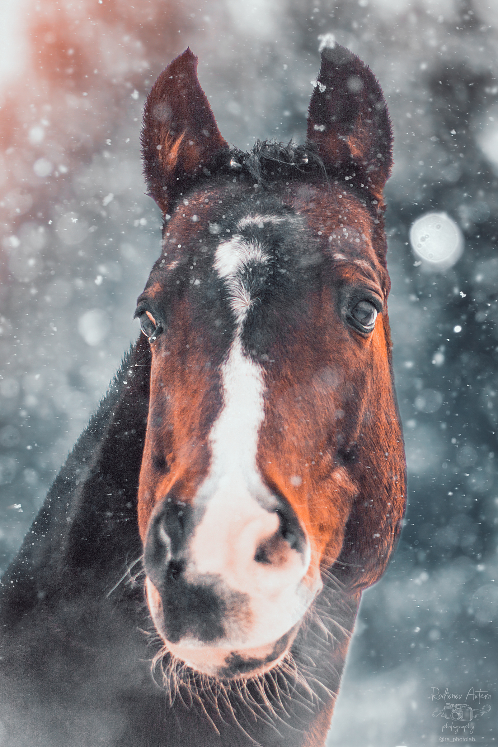 Horse and his mistress. - My, Photographer, Beginning photographer, Horses, Longpost, The photo