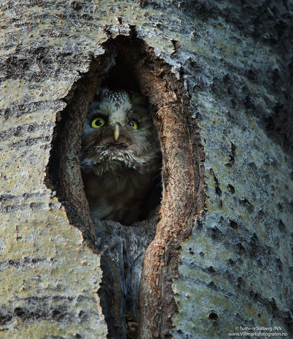 сова открывай медведь пришел телефон (98) фото