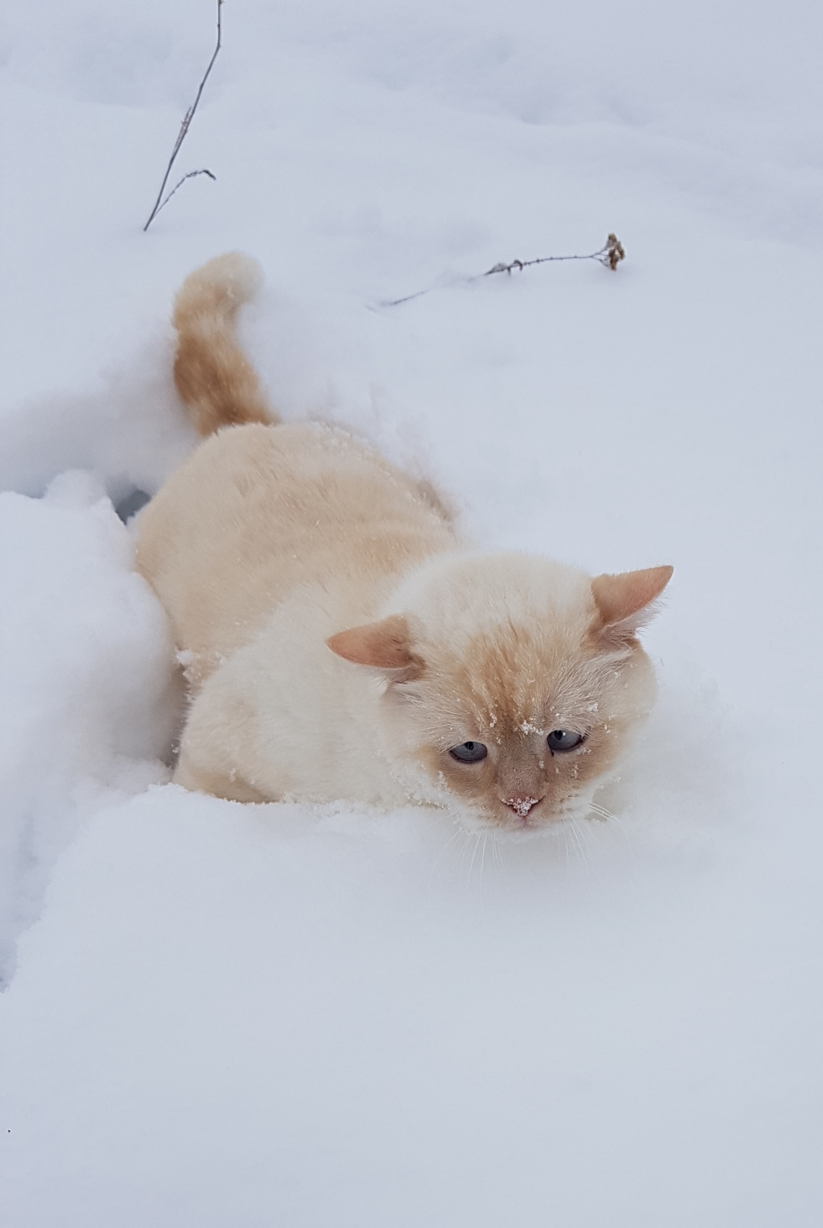 По свежему снегу - Моё, Кот, Фунтик, Длиннопост