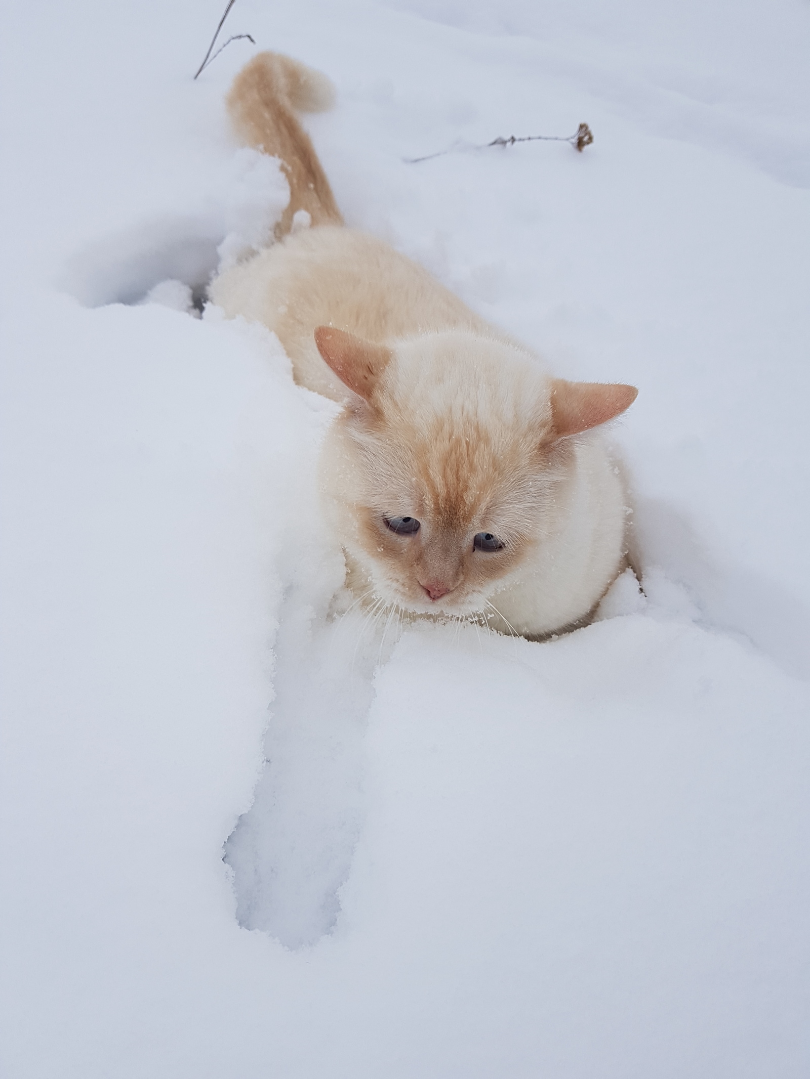 По свежему снегу - Моё, Кот, Фунтик, Длиннопост