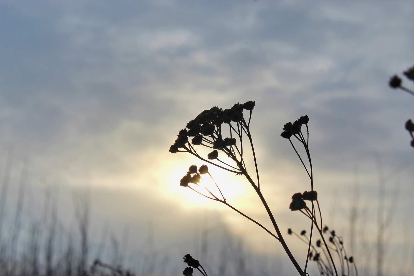 Photo walk - My, Dzerzhinsk, The photo, Canon 1300d, 18-55 kit, Nature, Longpost