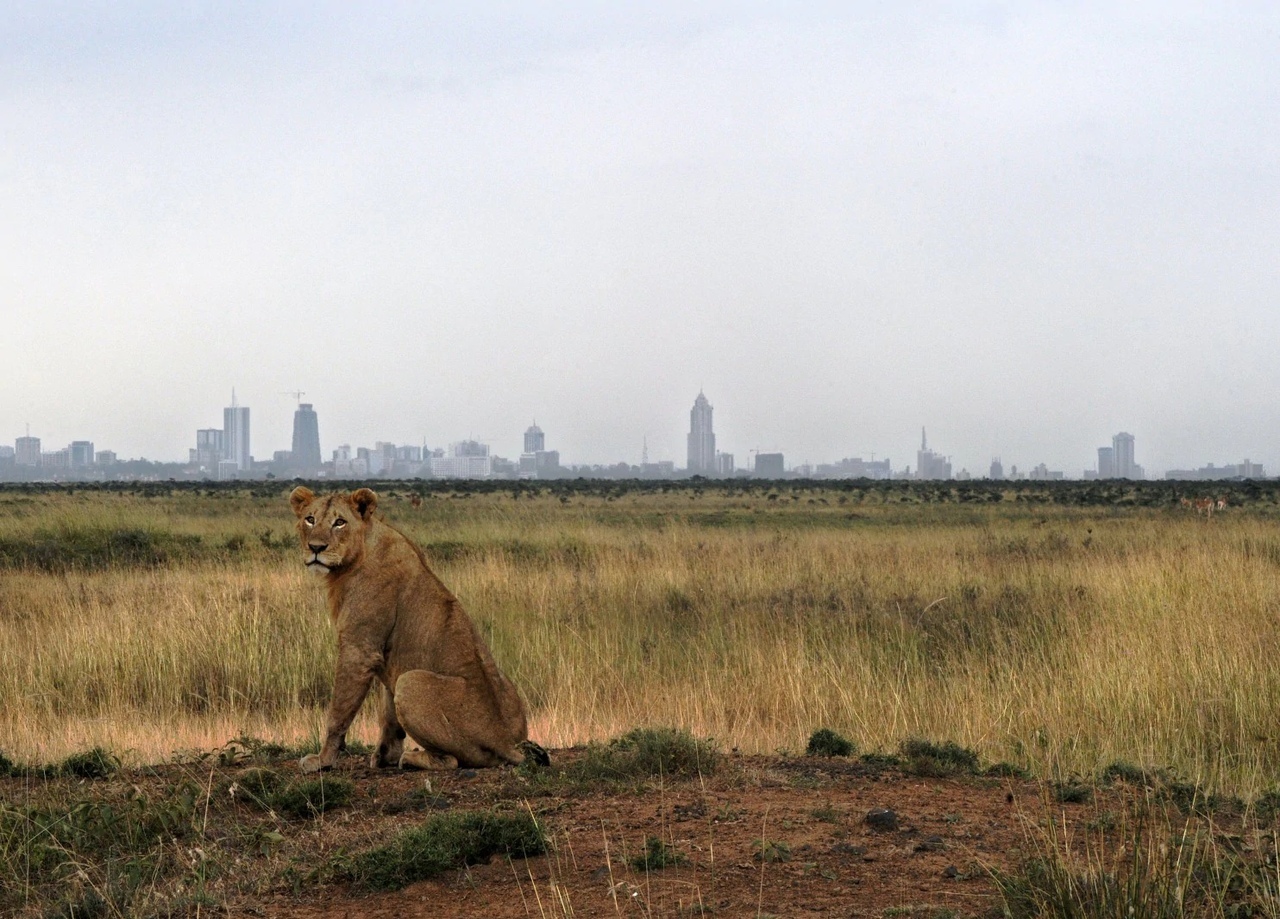 On the outskirts of the city - Ecology, wildlife, Ecosphere, Kenya, Reserve, Nairobi, Longpost, Animals, Reserves and sanctuaries