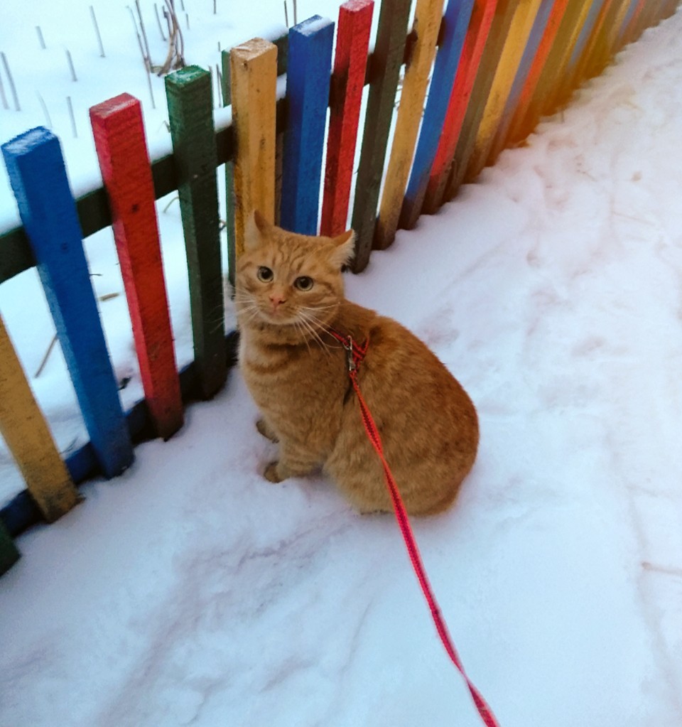 Why a dog if there is a cat - My, cat, Winter