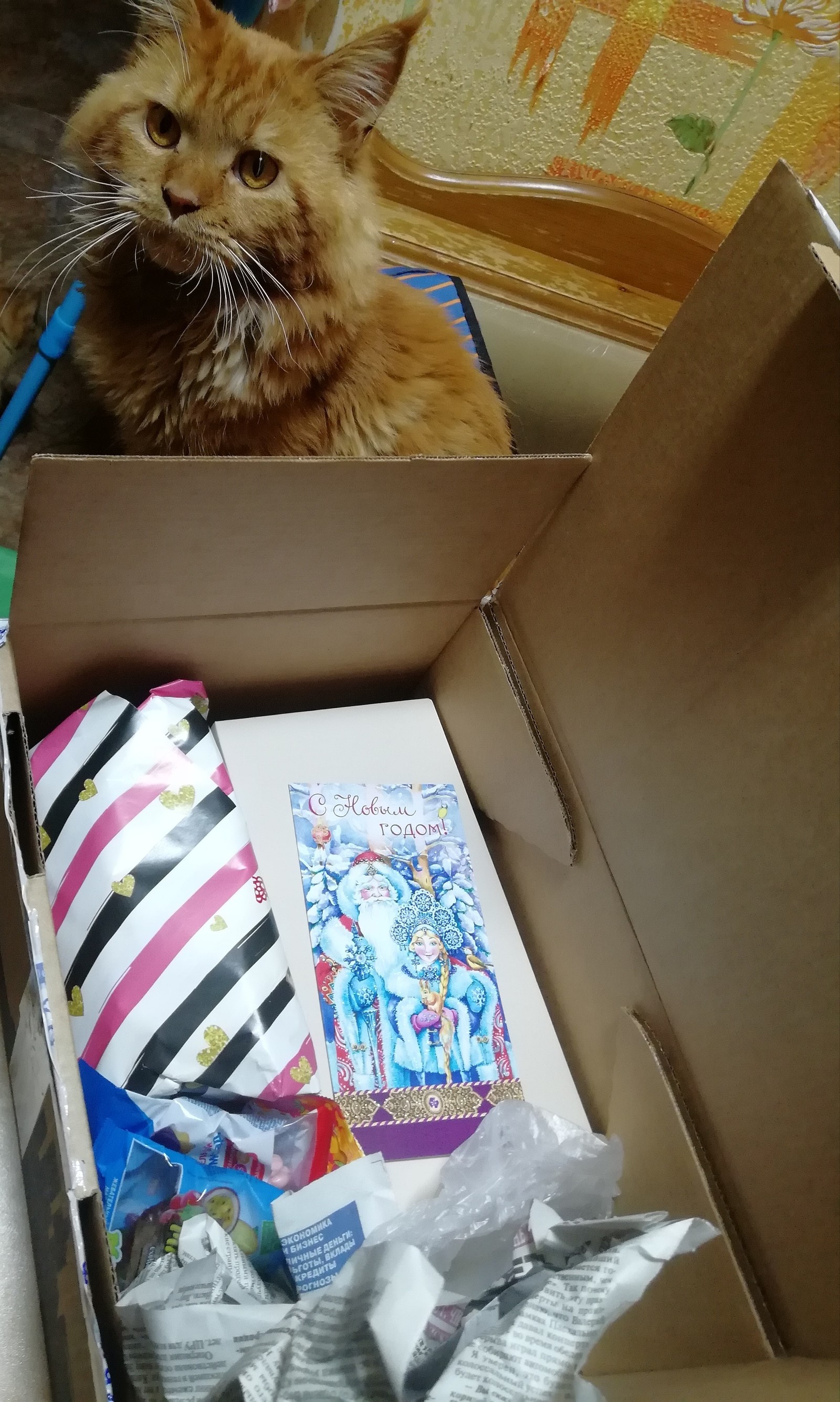 New Year's gift exchange :o - My, Secret Santa, New Year, Gift exchange, Catomafia, Longpost, Gift exchange report, cat