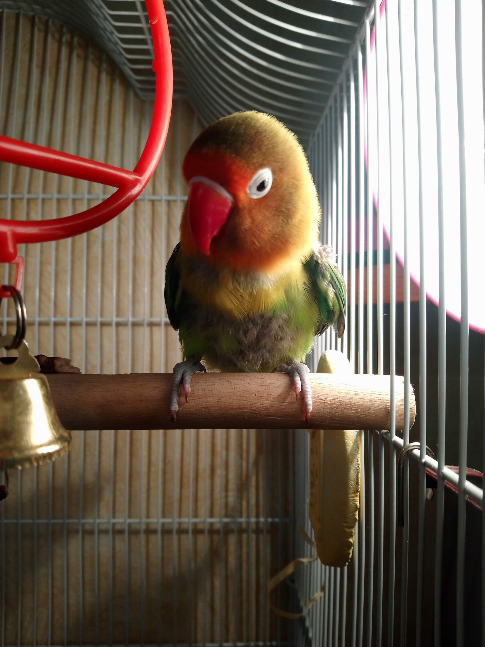 Acquaintance with a parrot or Do you have seeds? And if I find it? - My, A parrot, Fisher's Lovebird, Pet, Friend, Video, Longpost, Pets