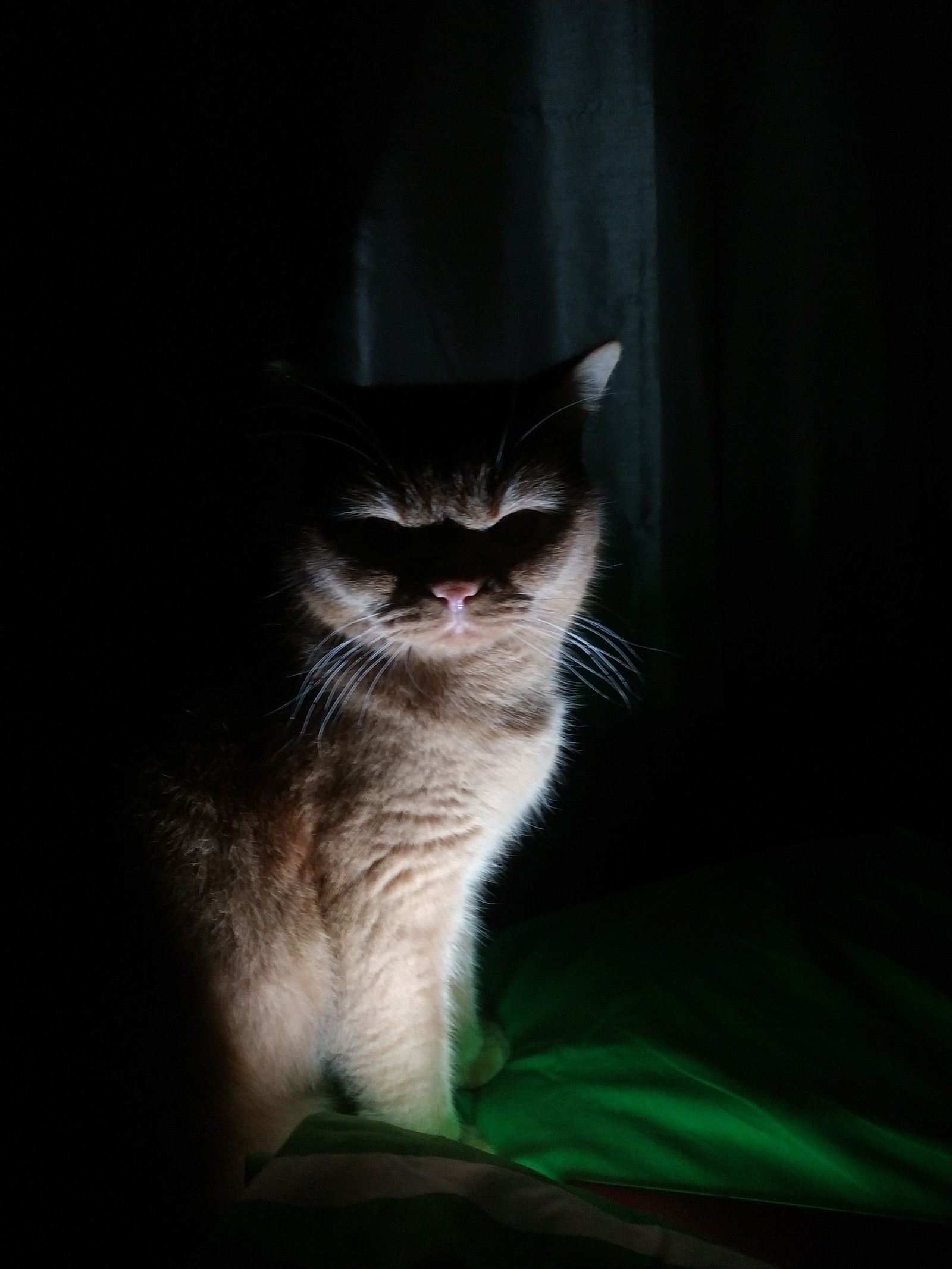 cat - My, cat, Night, Light