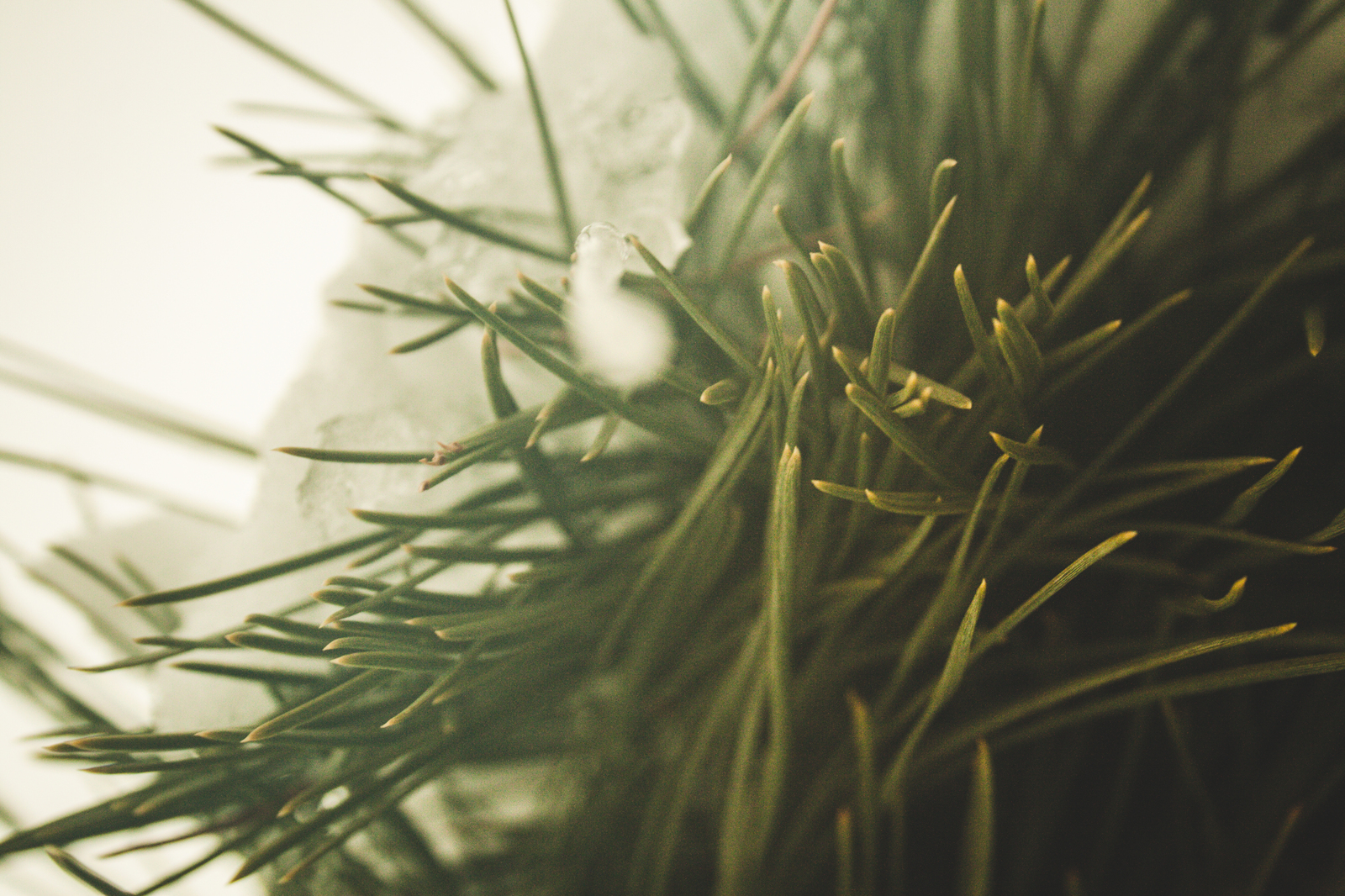 Herringbone - My, Beginning photographer, Canon, Snow