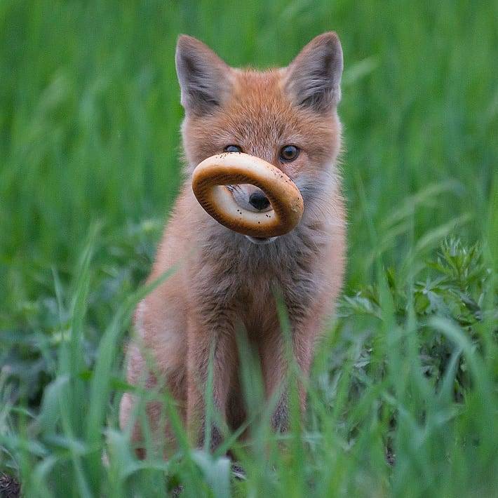 Bagel... - The photo, Nature, Fox, Animals, Bagels