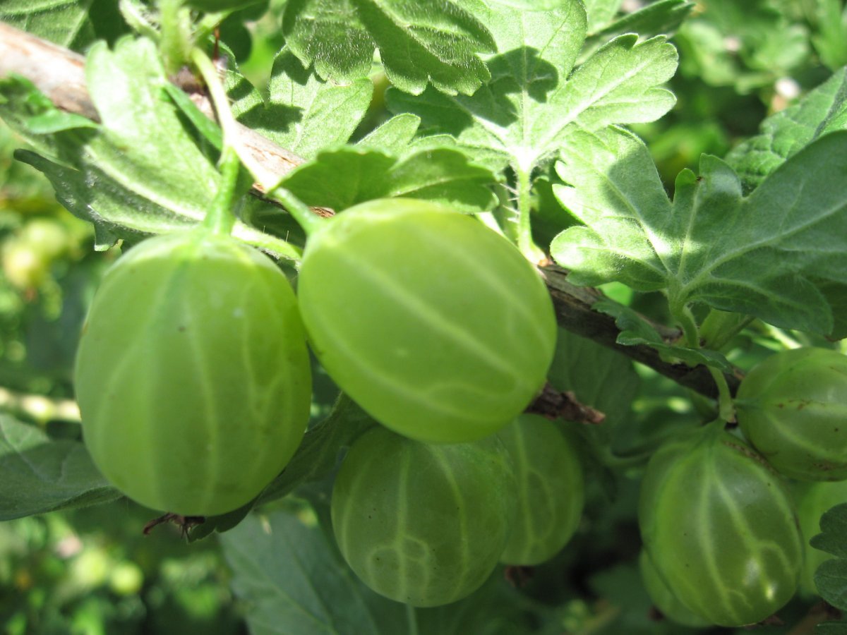 Gooseberry, what kind of berry? - Dacha, Garden, Garden, Berries, Longpost