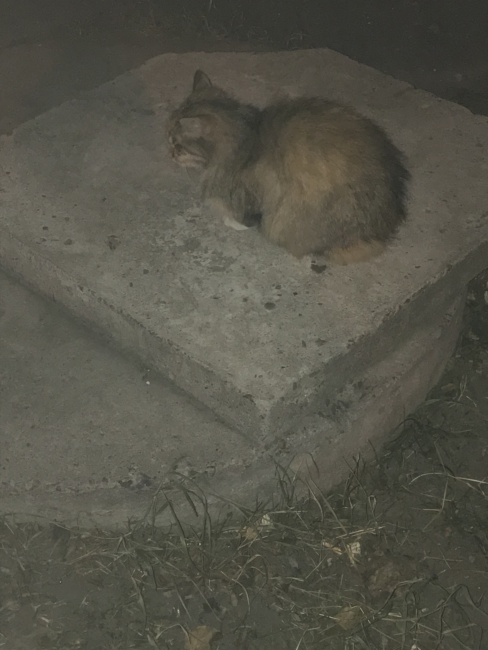 Cat masseuse) If only the owner were nearby. - Saint Petersburg, Homeless animals, , No rating, Video, Longpost, cat