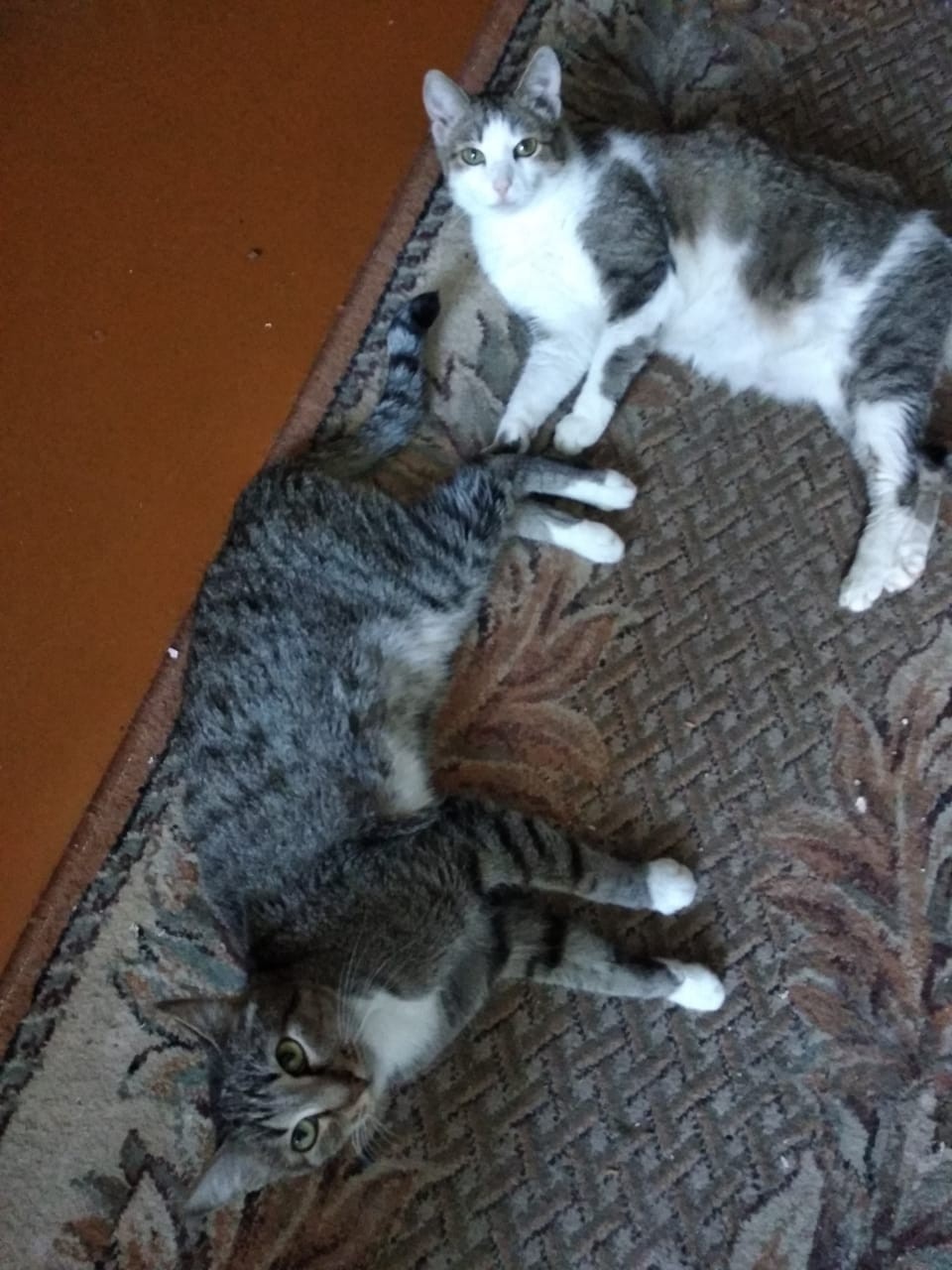 Two adorable cats are looking for a home. - cat, In good hands, Tomsk, No rating