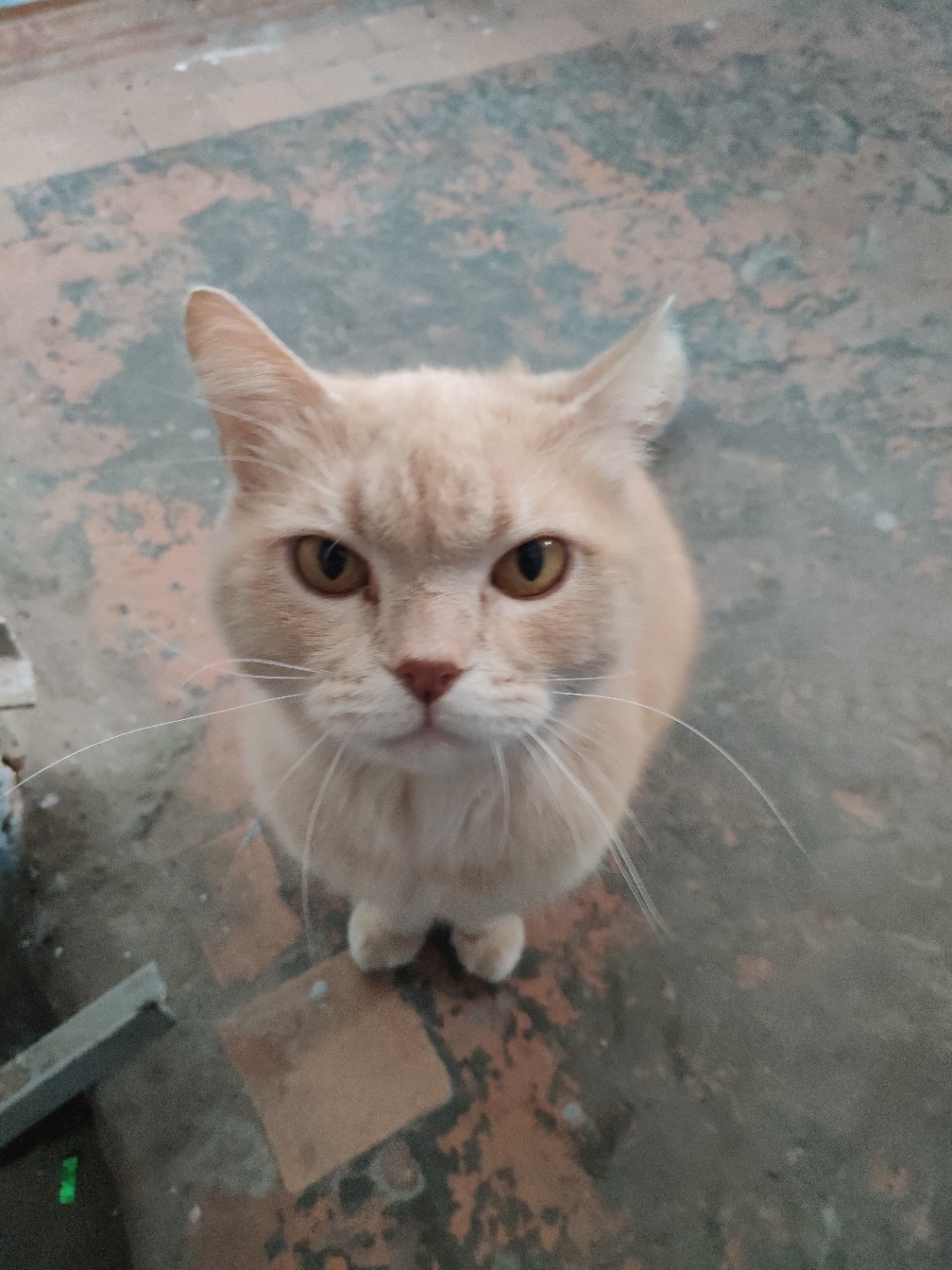 Found a cat. Tyumen. - My, No rating, cat, Found a cat, Tyumen, Longpost