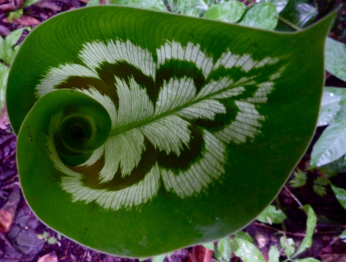 Peacock flower, snake flower - My, Garden, Garden, Longpost