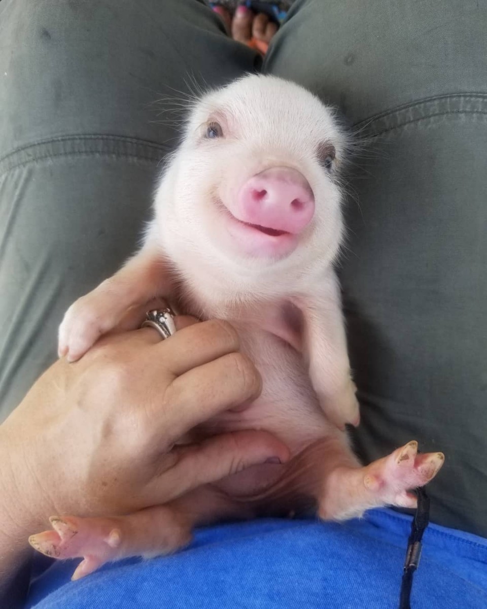 Piggy smile) - Images, Smile, Positive, Piglets