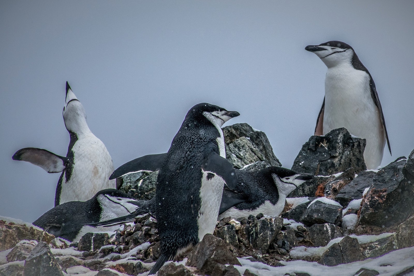 Какой тип развития характерен для субантарктического пингвина. Антарктический Пингвин. Субантарктический Пингвин в Антарктиде. Пингвины Тихого океана. Антарктида пингвины Адели.