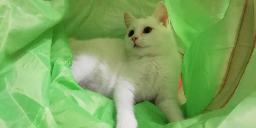 Giving away a white cat - My, In good hands, cat, Moscow, No rating