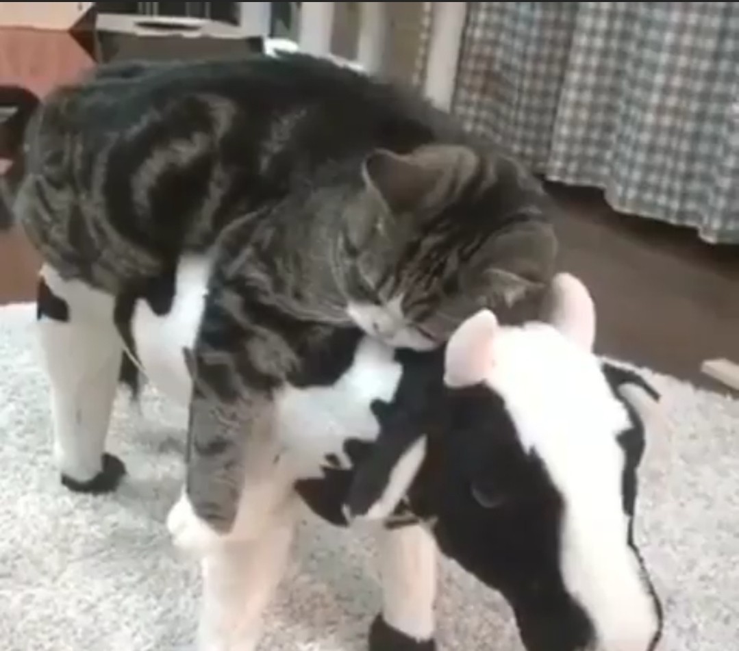 I love you cow! - cat, Cow, Maru