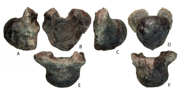 Titanosaurus identified by vertebrae - My, Dinosaurs, Titanosaurus, Paleontology