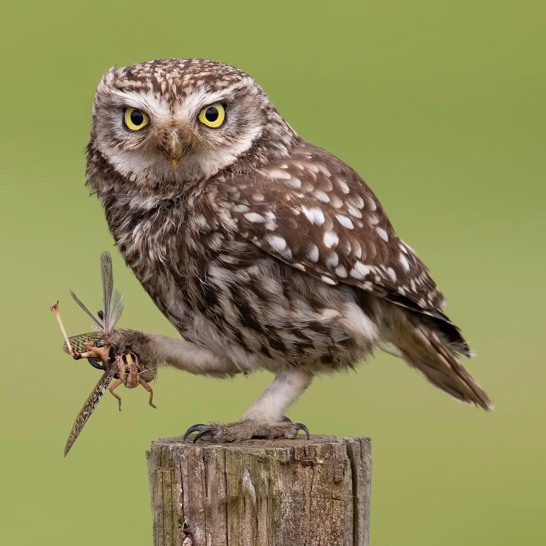 Your breakfast, sir! - Owl, Birds, The photo