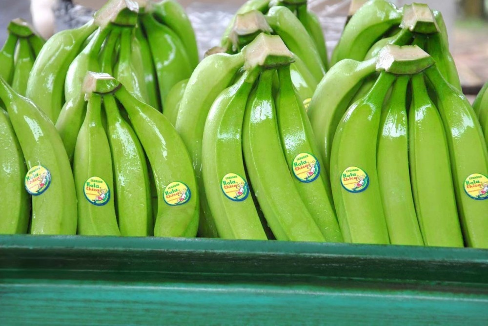 Green bananas of our childhood. Or bananas in the era of the USSR. - Story, the USSR, Russia, Banana, Childhood, Parents, Nostalgia, Memories, Longpost