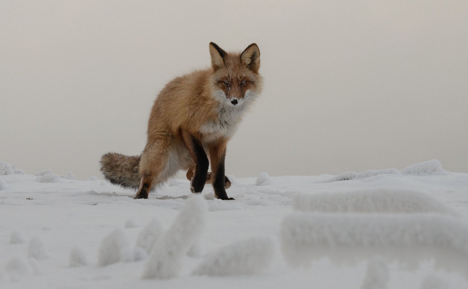 Snow fox. Лиса Новосибирск. Снежные лисы Молодежка. Фото с лисой Новосибирск. Татышев парк лиса фото.