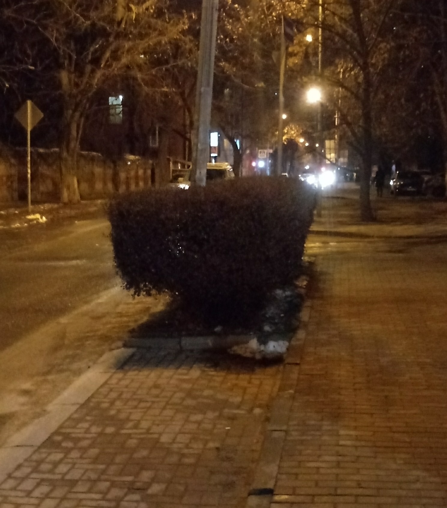 On the way home - My, Bushes, Прическа, Valentina Petrenko, Longpost