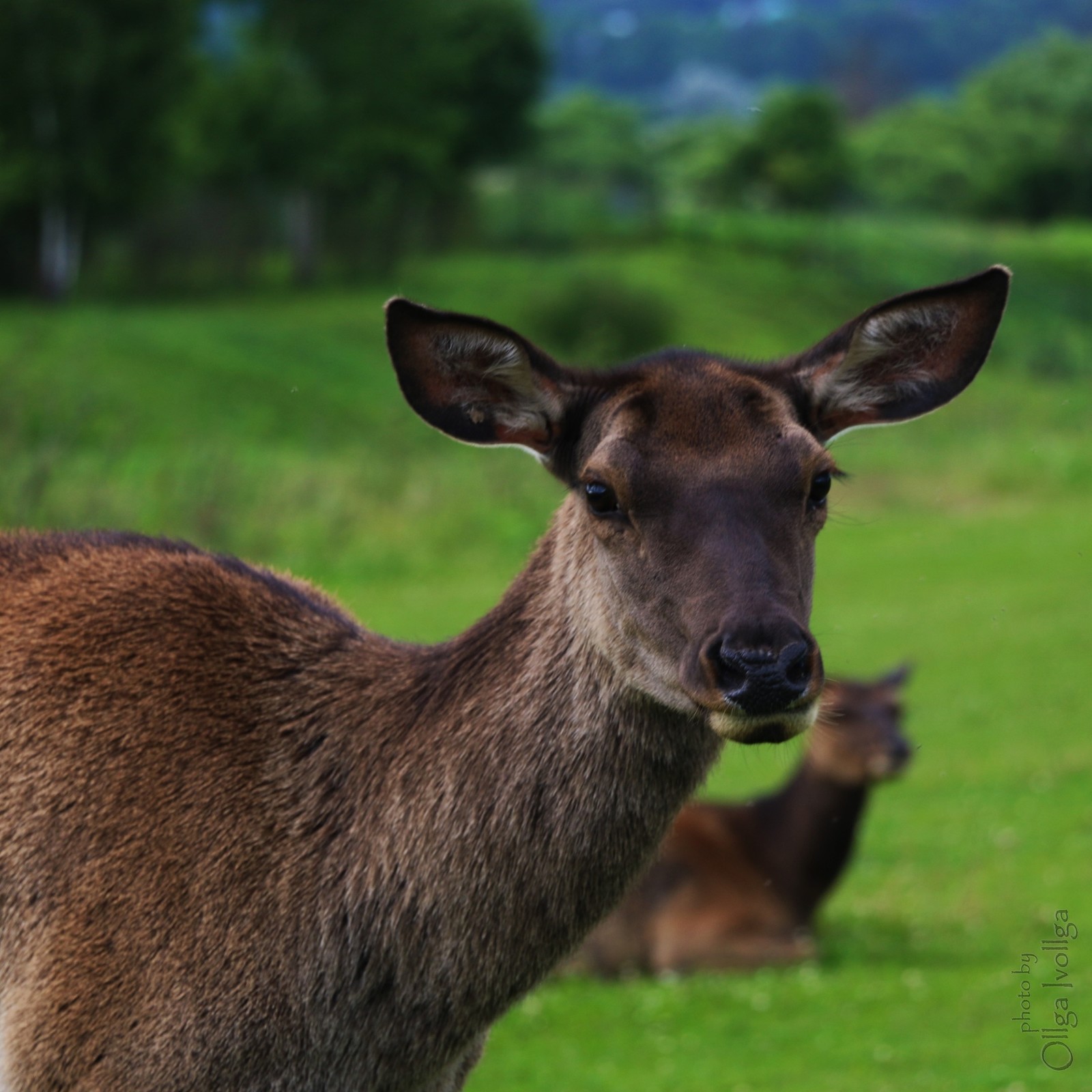 Two maralikh girls - My, Deer, The photo, Nature, Animals, Naturalist's Corner, Summer, Maral, Deer