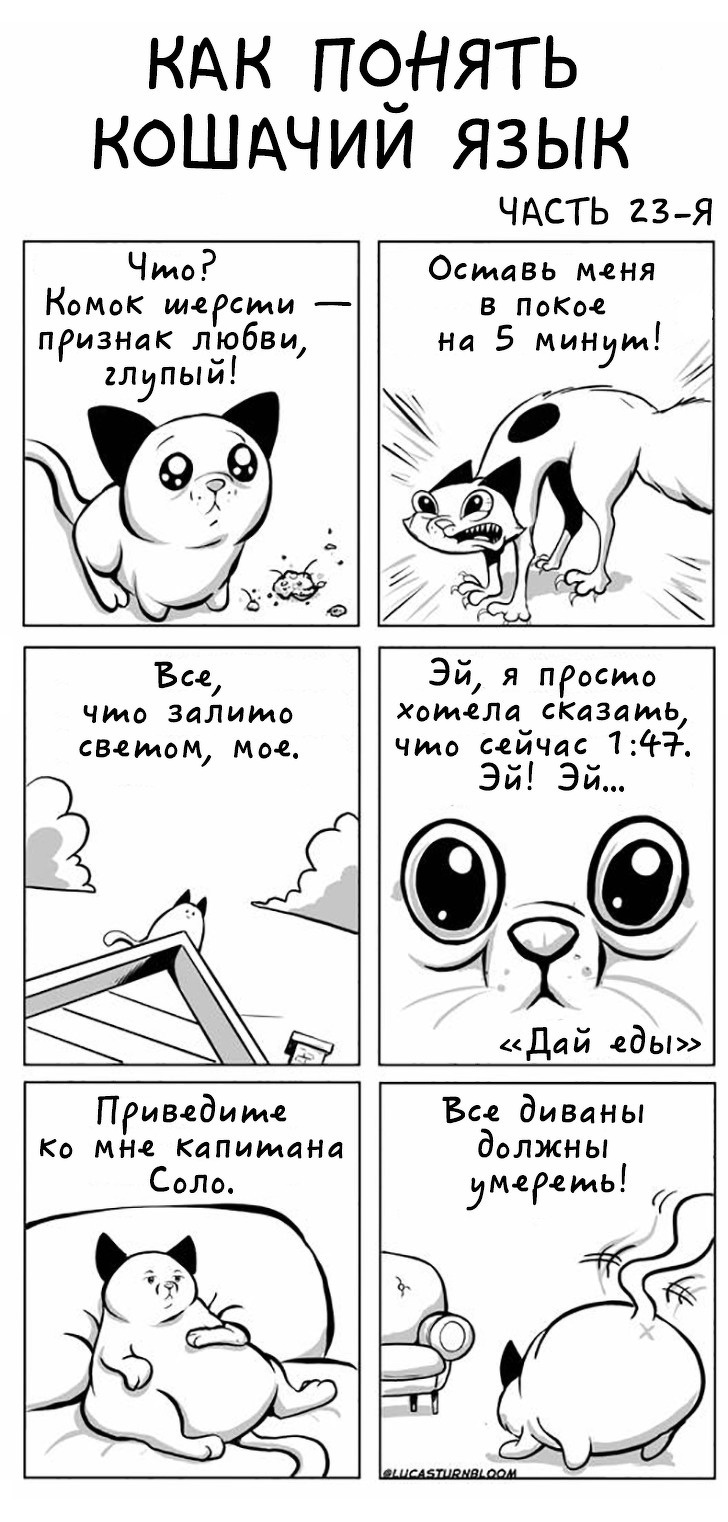 Kotobudni - cat, Howtocat, Comics, Longpost, Lucas Turnbloom