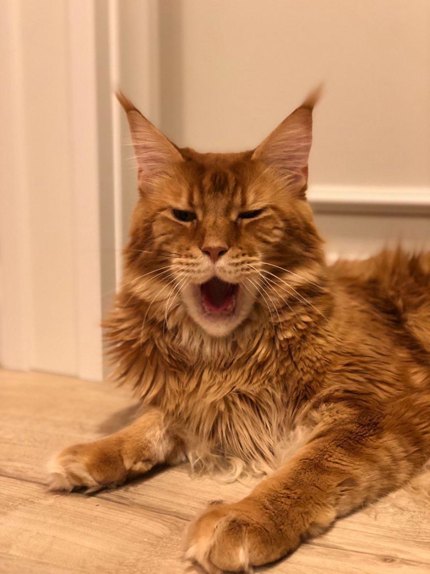 Waving the cat =) - cat, Redheads, Longpost, Maine Coon