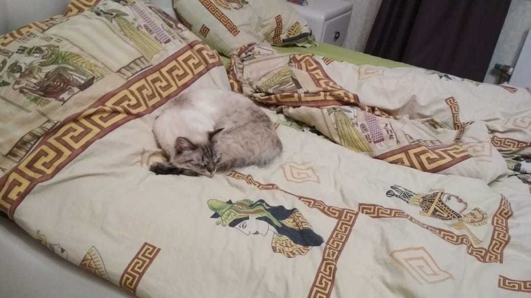 Возможно аллергия на кошку(( | Пикабу