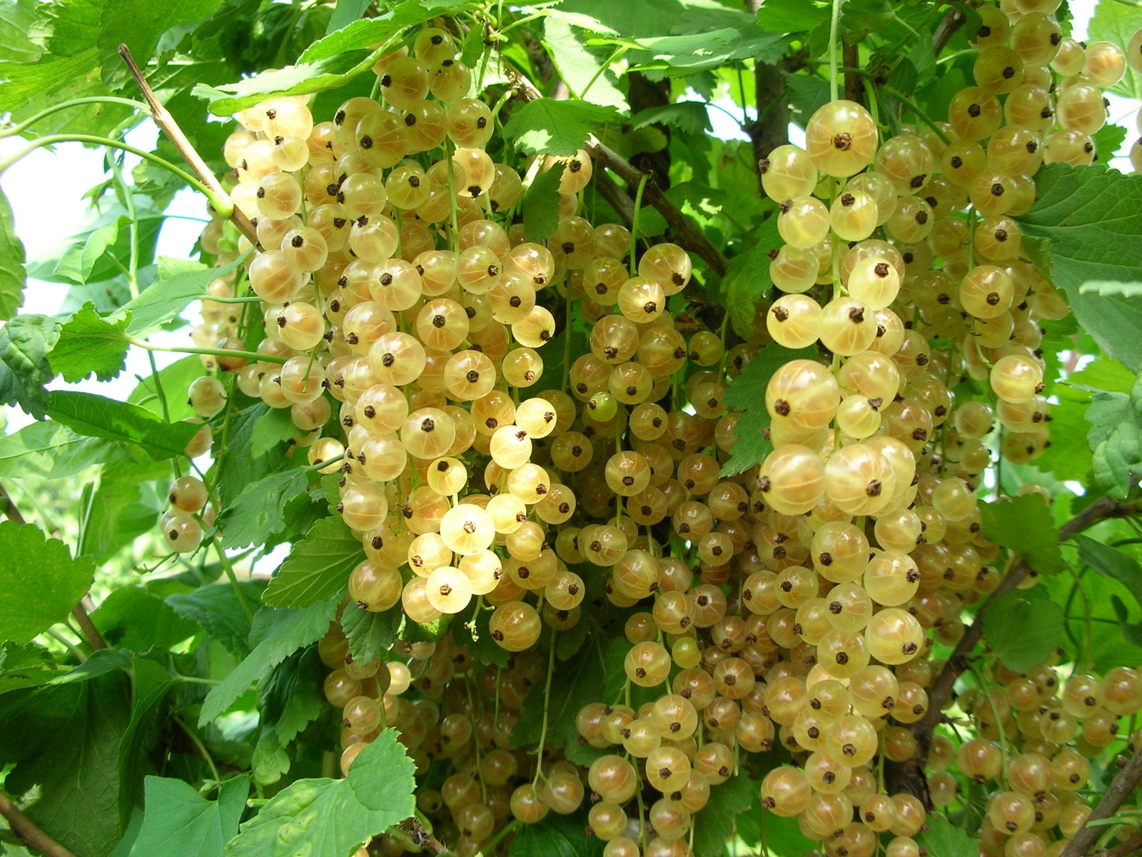 Versailles white - My, Garden, Garden, Berries, Longpost