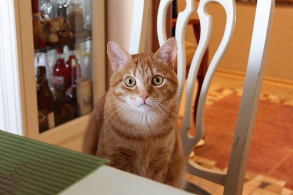 Рыжие кошки в доме — к счастью и деньгам! | Пикабу