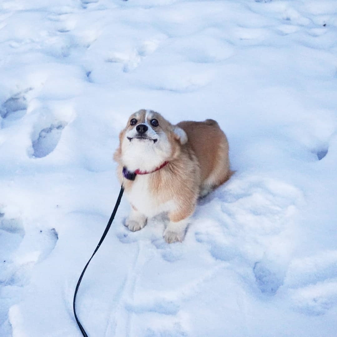 Well, where did you mess up? - Dog, Corgi, Snow, Cunning, Cunning