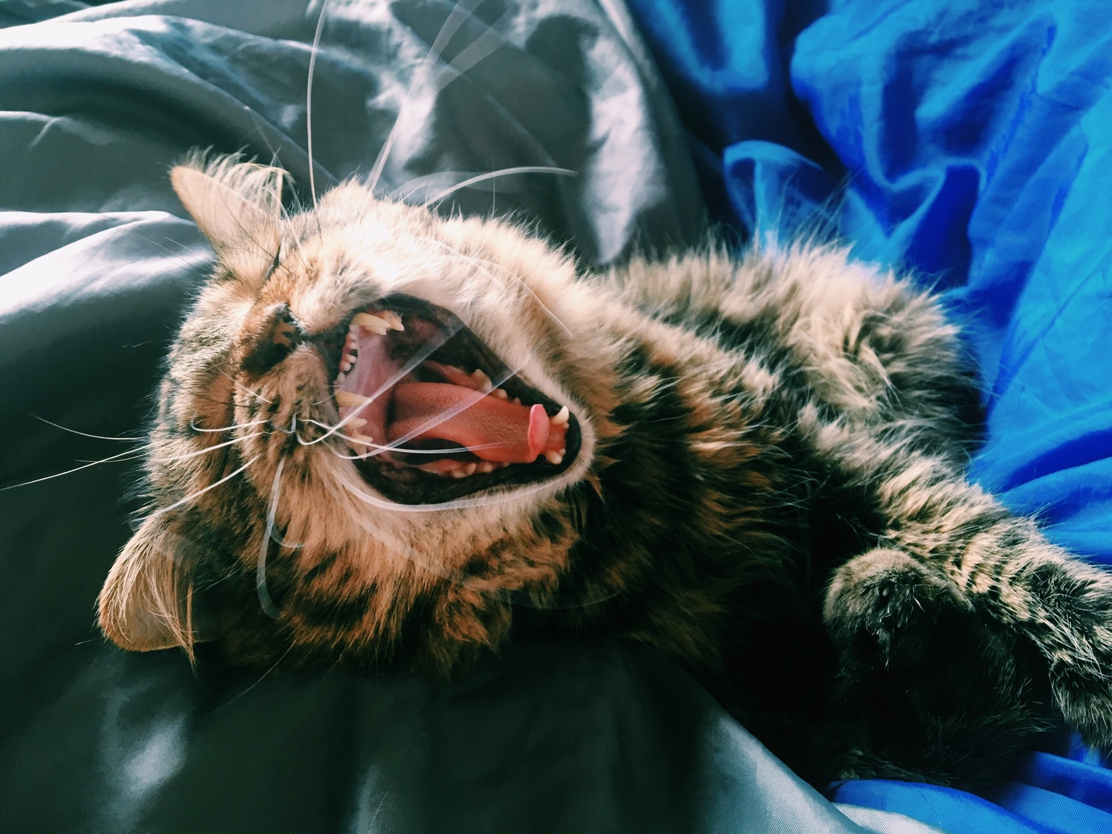 good cat morning - My, cat, Catomafia, Yawn, Fluffy, 