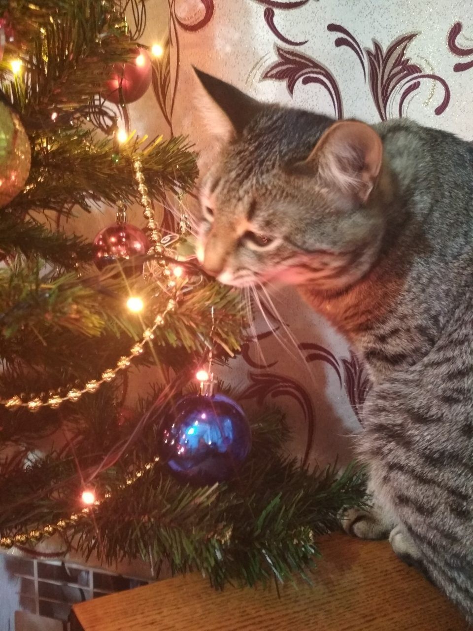 On the wave of New Year's cats) - My, cat, Handsome men, Christmas tree, New Year, Taste, New, First time