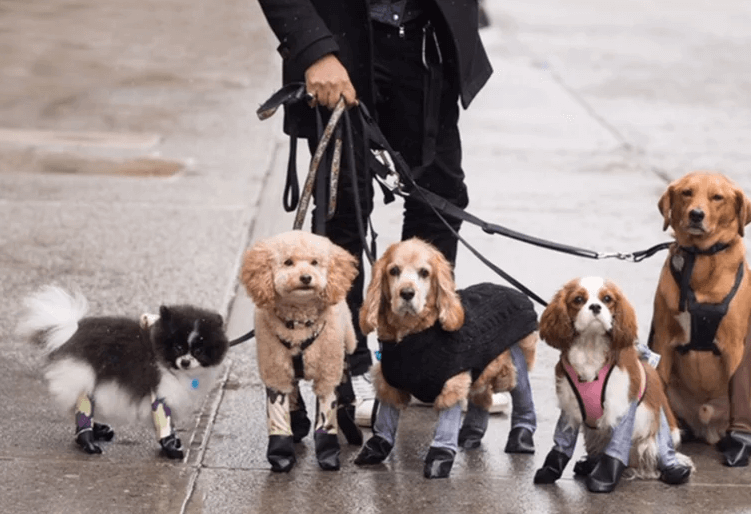 New trend - fashionable leggings for dogs - Dog, Trend, Longpost, Animals, Fashion, Style