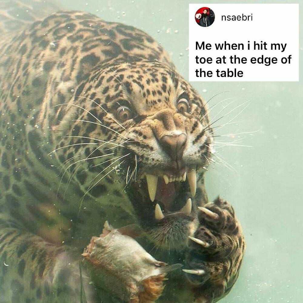 Leopard memes - 9GAG, Memes, Longpost