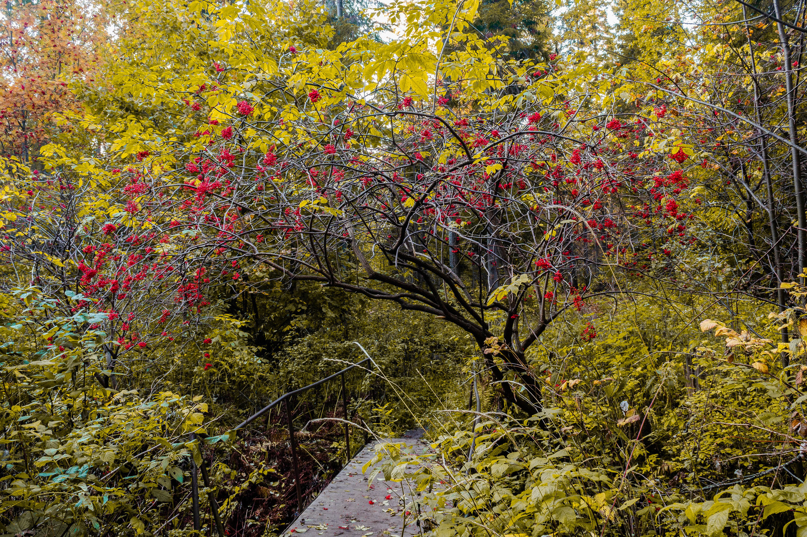 Season - My, Seasons, Summer, Autumn, Winter, Landscape, The photo