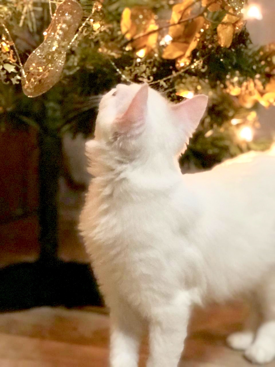 Christmas cats. - My, Catomafia, cat, New Year, Christmas trees, Longpost, No rating