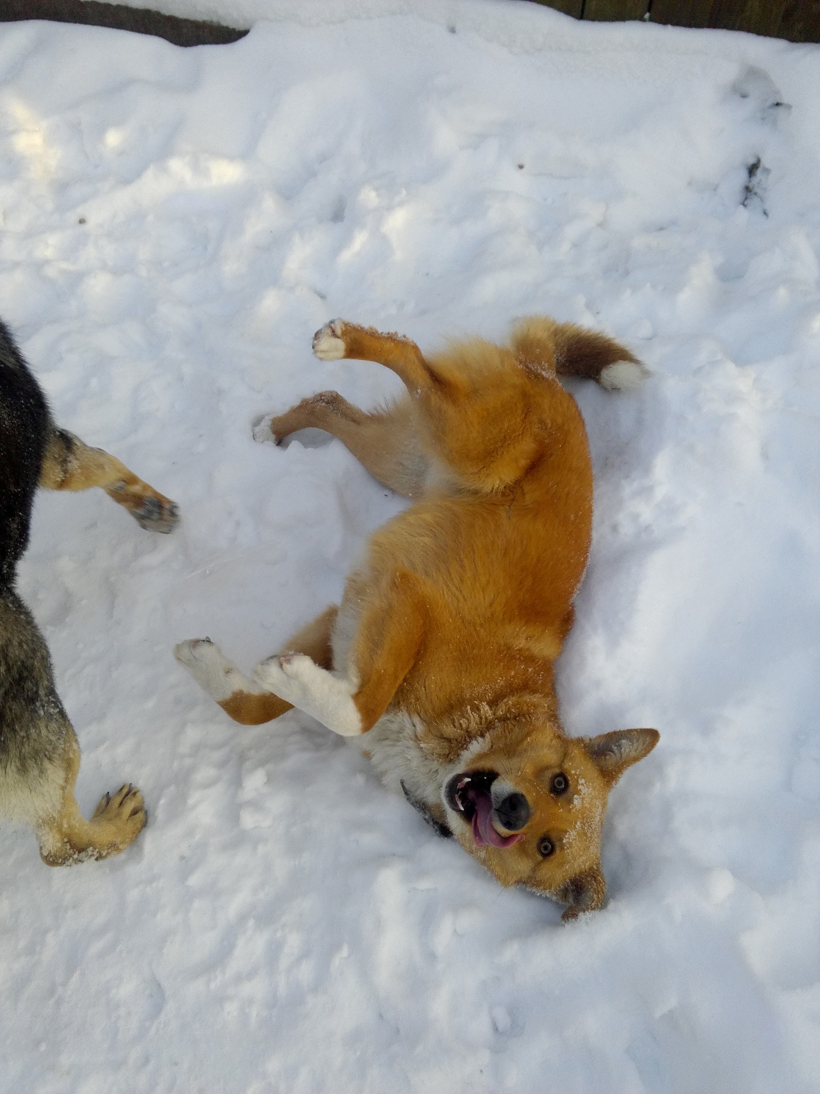 Here it is, happiness! A neighbor came to visit our dog to play) - My, Dog, A good day, Longpost