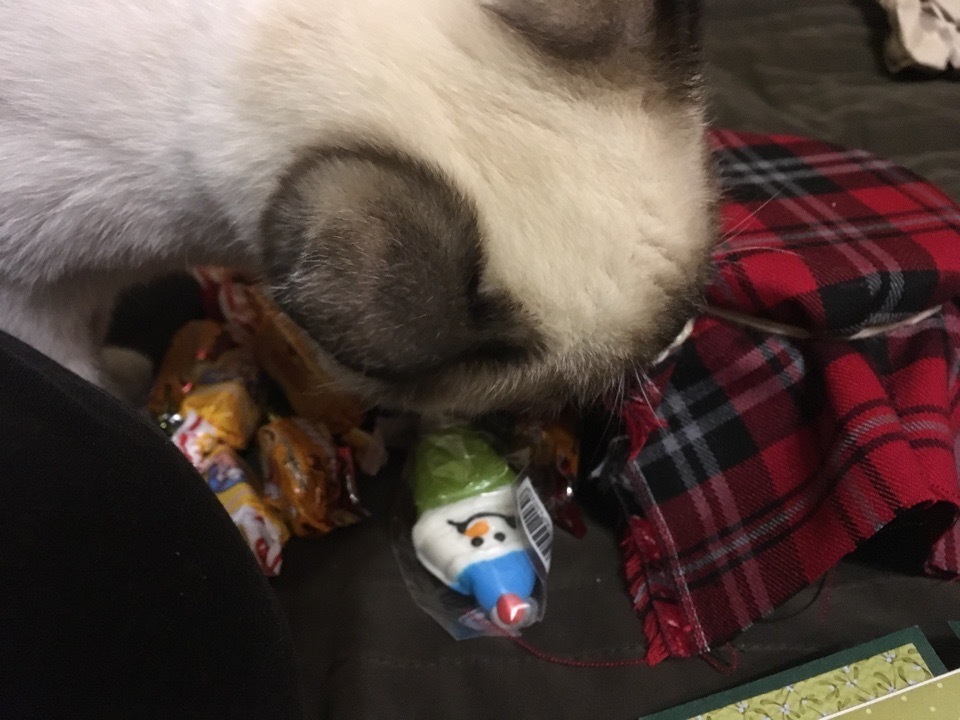 Gift from Murmansk! new year mood post - Gift exchange report, Secret Santa, Gift exchange, cat, Longpost