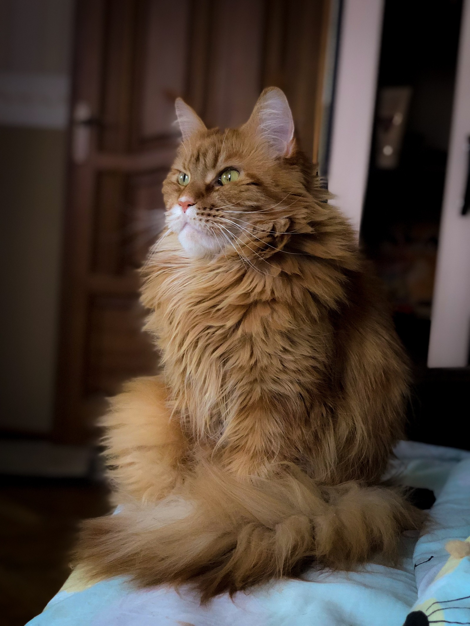 Her Vasily - cat, Maine Coon, Redheads, Vasilisa