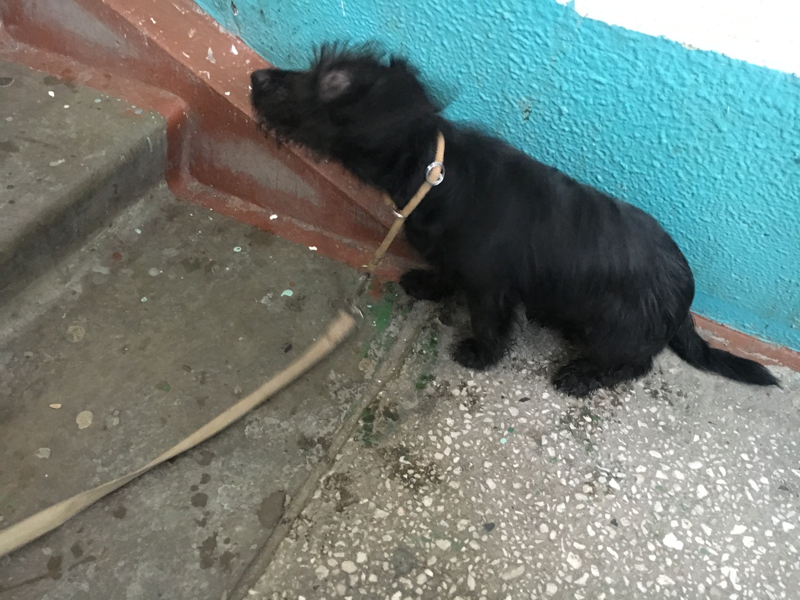 Found dog Novosibirsk - My, Dog, Looking for a master, Longpost, Novosibirsk, In good hands, Found a dog, Lost, No rating