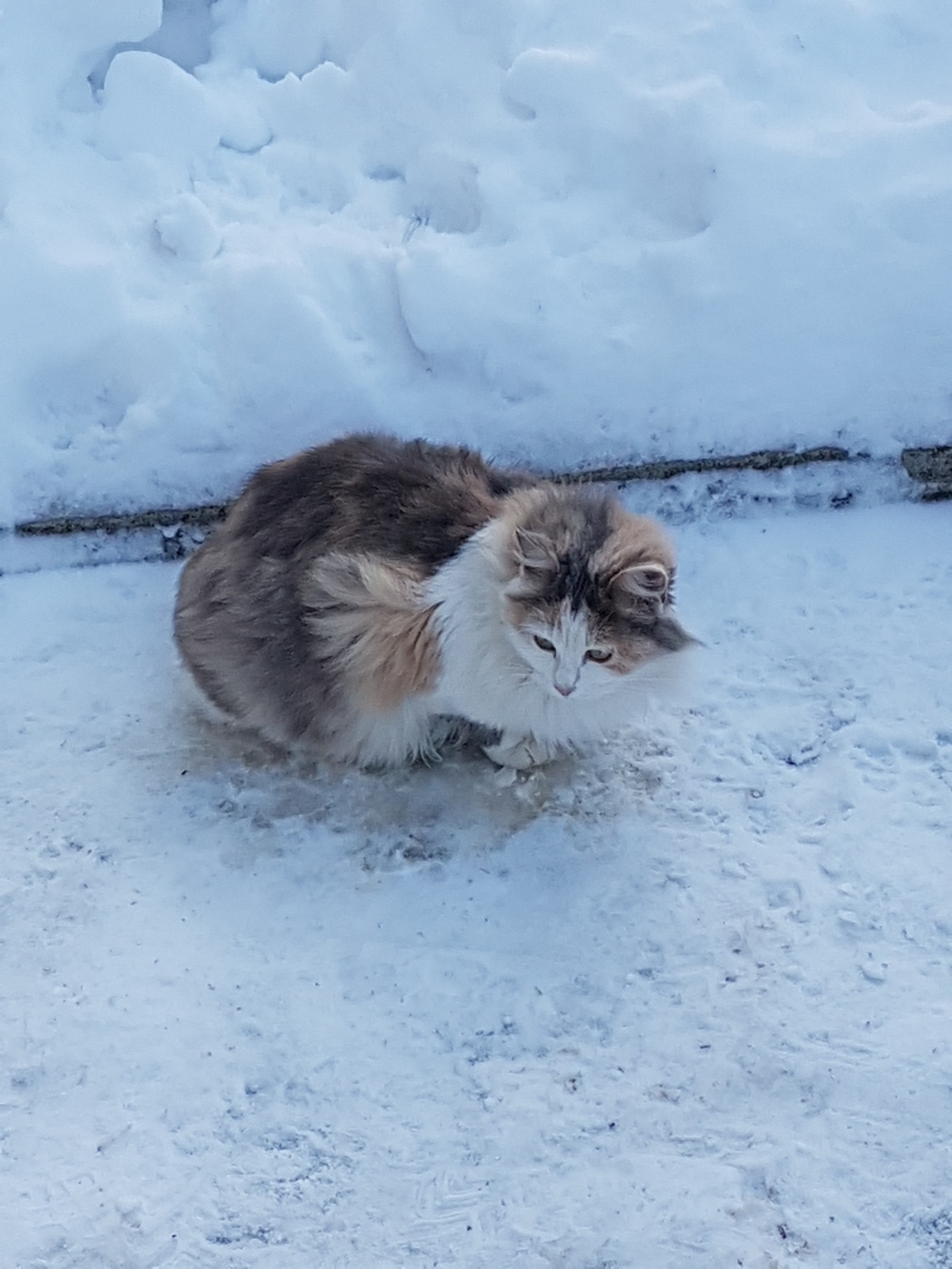 winter cat - My, cat, Catomafia, Longpost