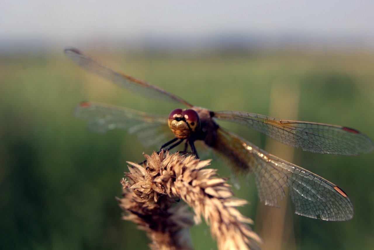 Summer in photos - My, Summer, Nature, The photo, A life, Hobby, Beautiful, Heat, Insects, Longpost