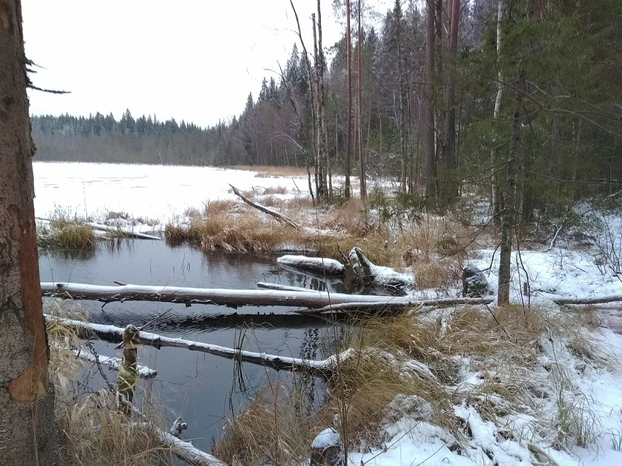 Hike 08.12.18. How it was... - My, Longpost, Forest, Hike, Leningrad region, Tourism