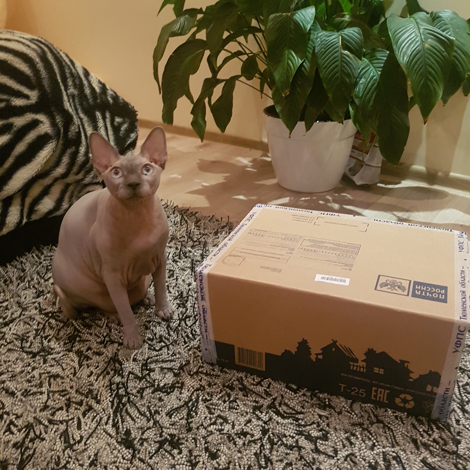 A gift from Tyumen to Moscow! Waited! - My, Gift exchange report, Gift exchange, Longpost, cat, Secret Santa